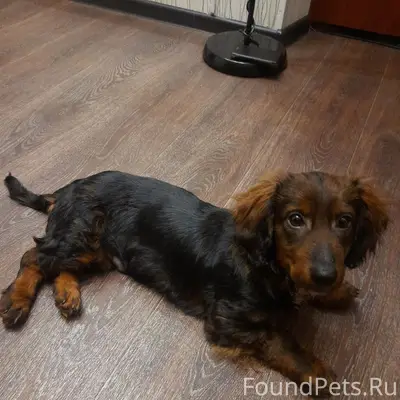 Найден щенок, Мичурина, 29, Новоуральск