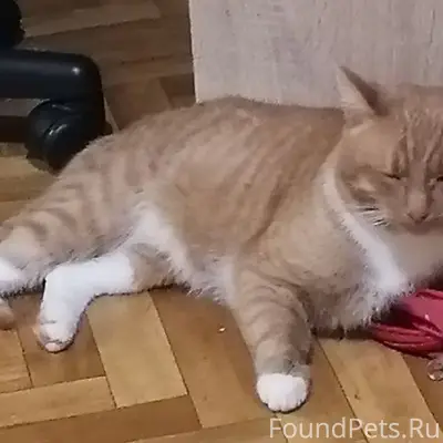 Пропал кот Кузя, Шуя