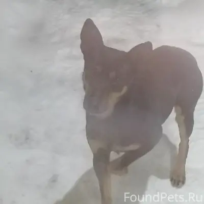 Найден пёс, Золотая сопка