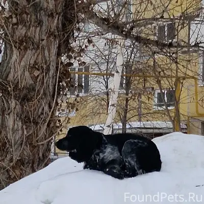 Пропала собака, бегает у дома ул. Чернышевского