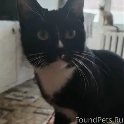 Пропала кошка, Минск