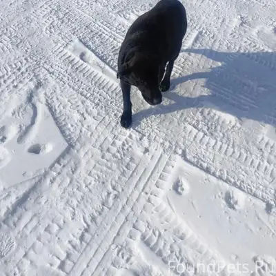 Найдена собака, берег Братского залива