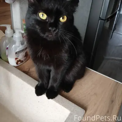Пропала кошка, улица Калинина