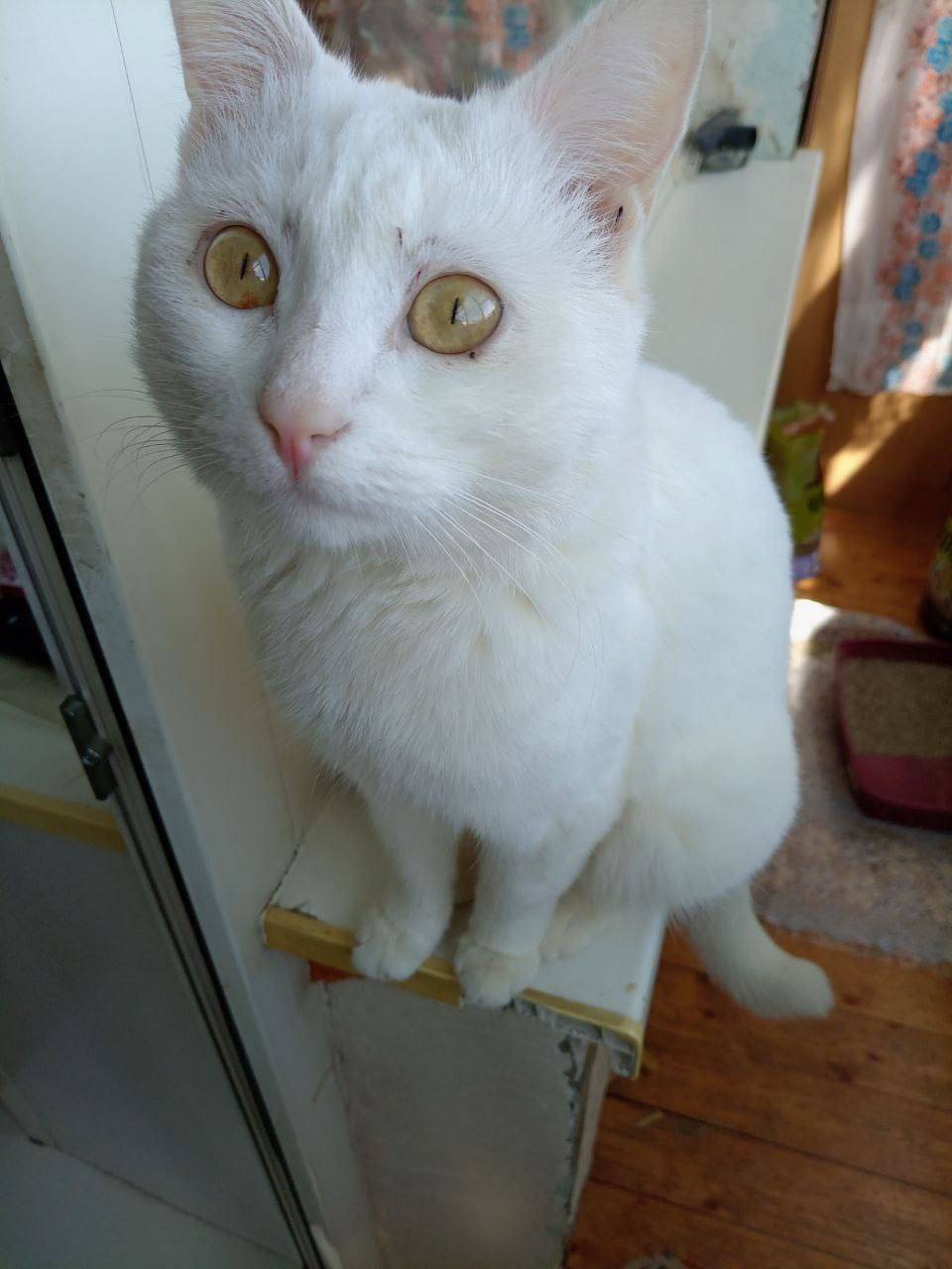 Найден кот, ул. Островского, д. 33