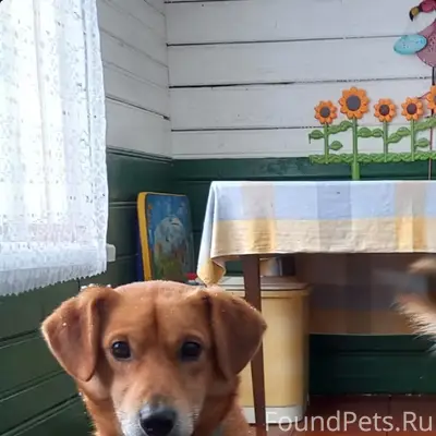 Пропал пёс Филя, деревня Кусва