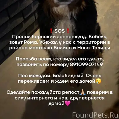 Пропал [собака] Рома, Балино/Ново-Талицы
