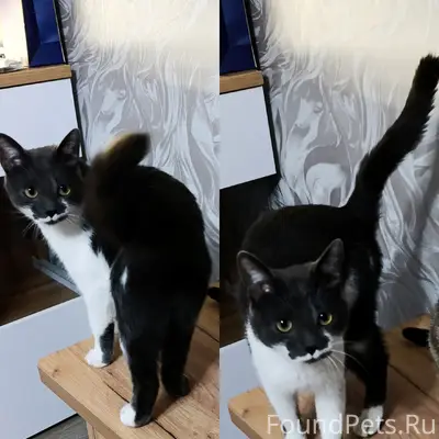 Пропал серый кот, г. Дорогобуж