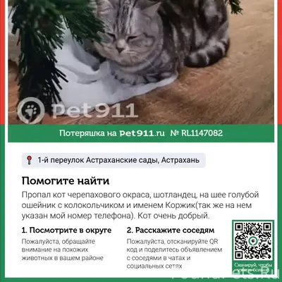Пропала шотландская кошка Коржик, Астрахань