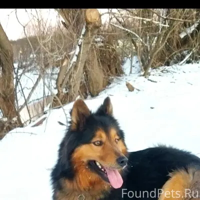 Пропал пёс Троян, левый берег Кривца