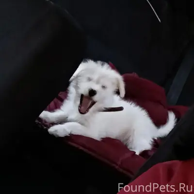 Пропала щенок Груня, белый окрас, ул. Карла Маркса