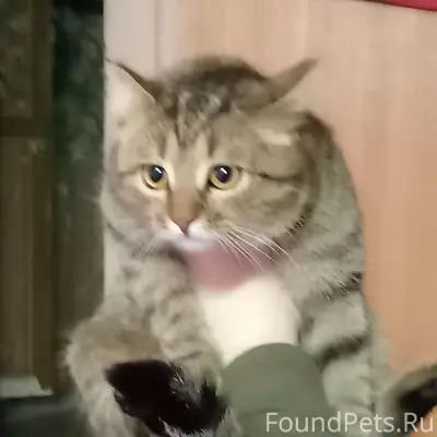 Найден кот, возле магазина 'Ярче' по ул. Жукова