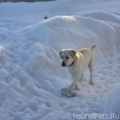 Пропала собака Рокси, деревня Ваймуша