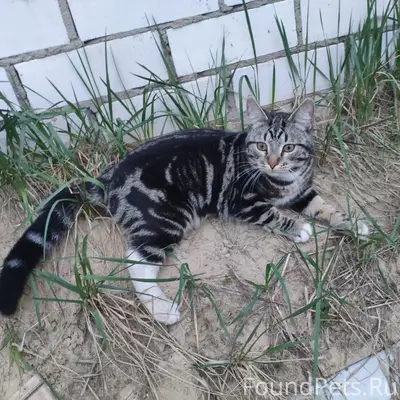 Пропал кот, с. Вад