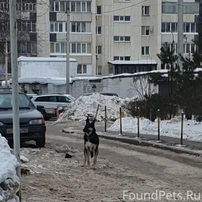 Пропала собака фенотип вео, Гоголя