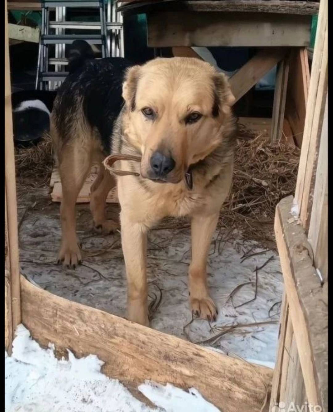Найден метис алабая, Строганово