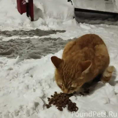 Найден рыжий кот, Фрунзенский район