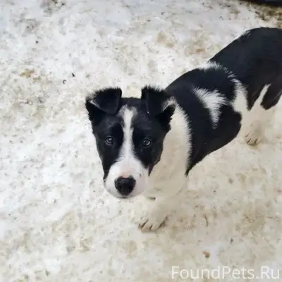 Пропала собака Луна, район Котовского