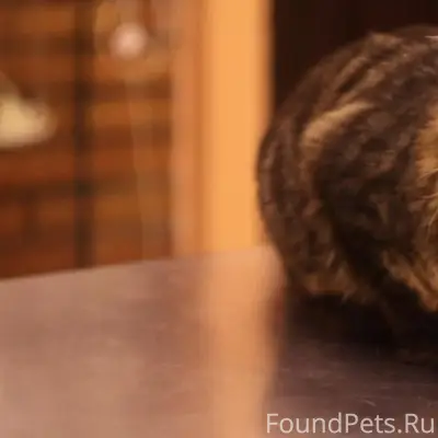 Пропала кошка мейкун, Плоска, ул. Вересковая