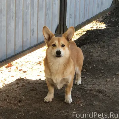 Пропала собака Баффи, Торопец