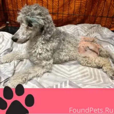 Найдена собака Мишель, требуется помощь