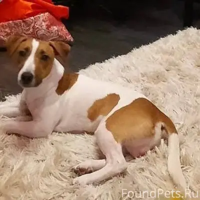 Пропал Джек-рассел Майкл