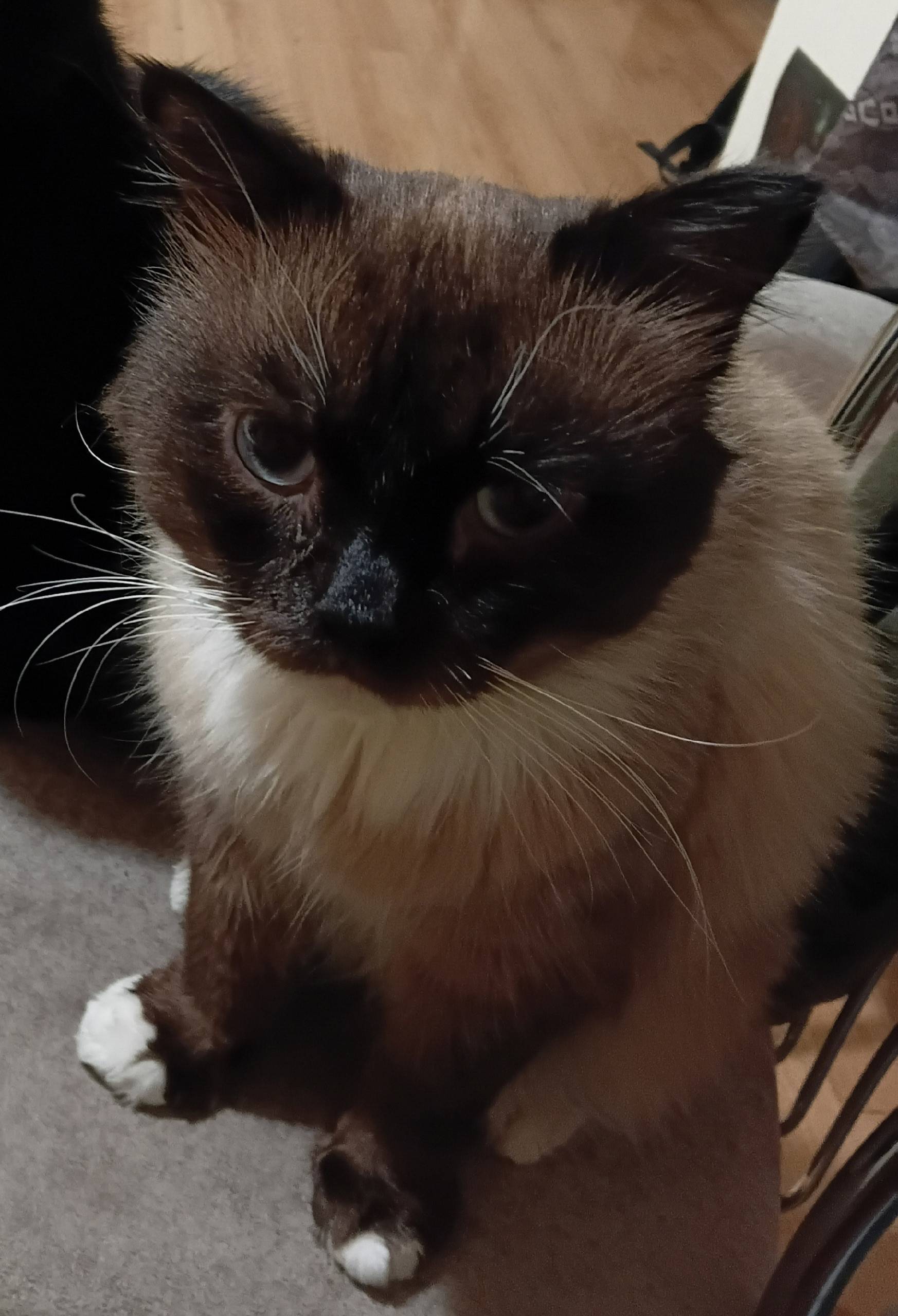 Пропал кот, ул. Свободы