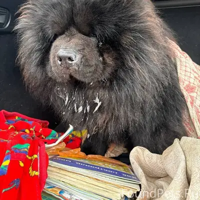 Найден пёс, Фатеевский перекрёсток