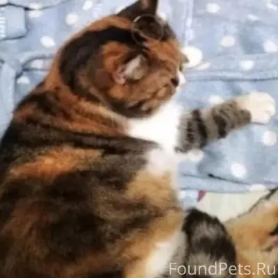 Пропали уличные коты, Севастополь