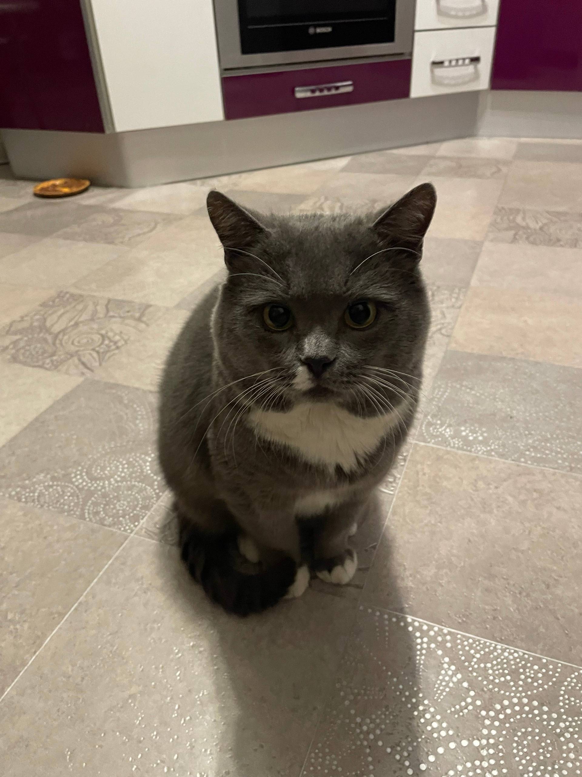 Пропал кот, серый, район ул. Ф. Скорины