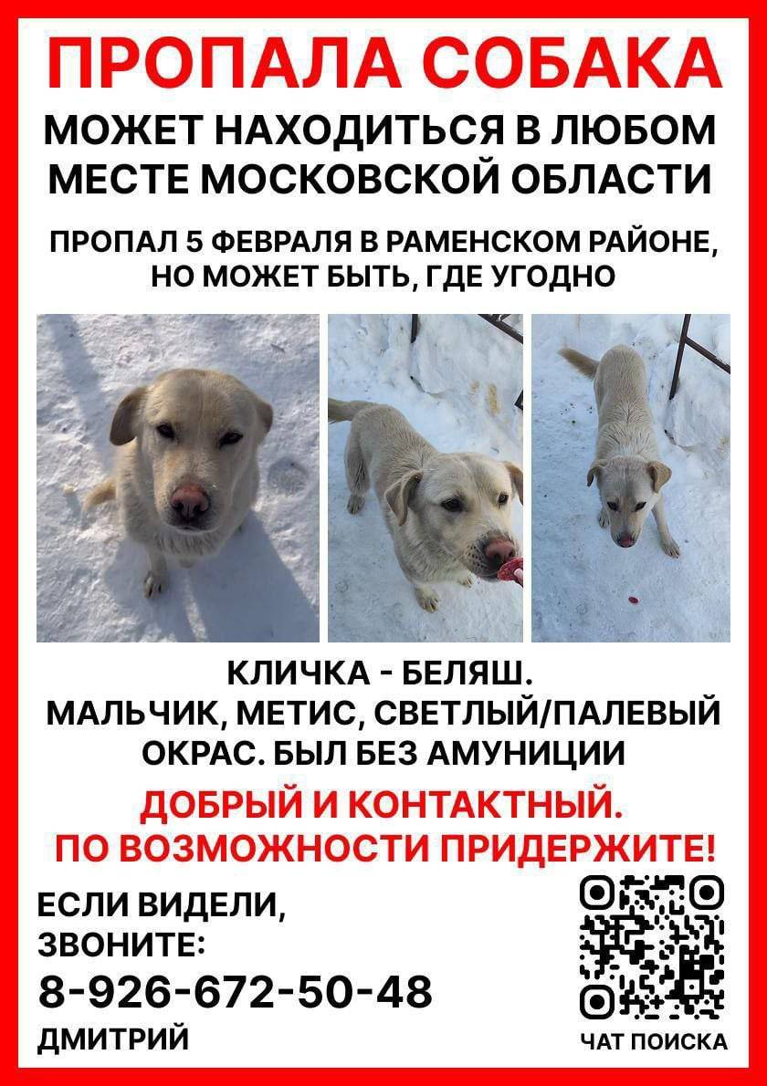 Пропал метис Беляш, Раменское