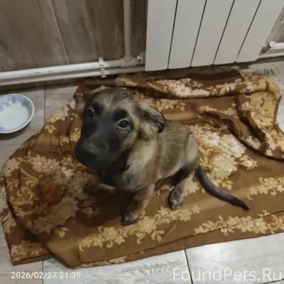 Найден мальчик-собака, район Радиогорка