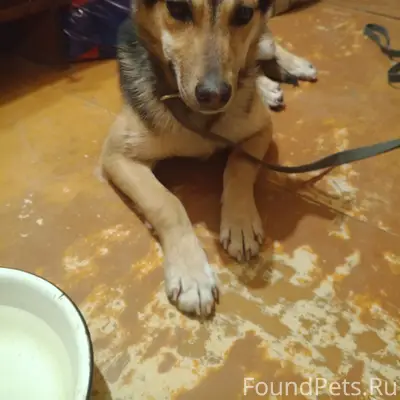 Найдена кошка, Воронеж