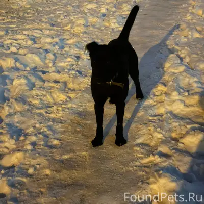 Найден щенок, чёрный с белым пятном, Тулака, Волгоград