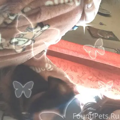 Пропала собака,