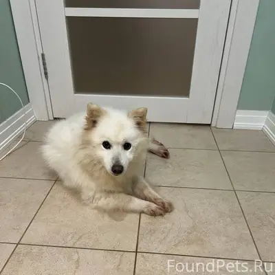Найден японский шпиц, есть клеймо, Санкт-Петербург