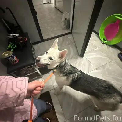 Найдена собака, ул. 9й Гвардейской дивизии