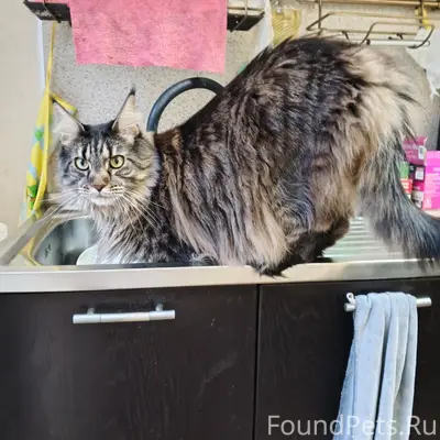 Пропал Мэйкун Гена, г. Сокол