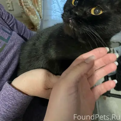 Найден кот, д. Павлицево, Казарма