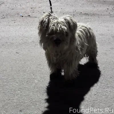 Найден пес, район 12 школы