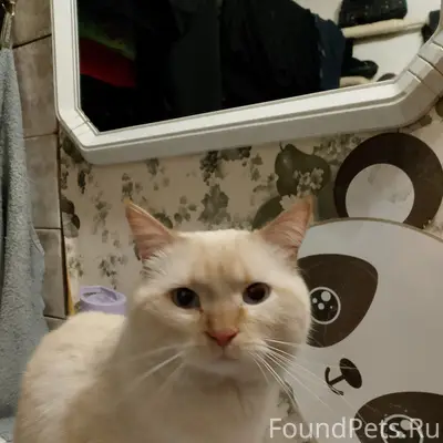 Найден кот, улица Сарычева