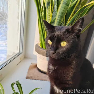 Пропала кошка Эля, Ворсма