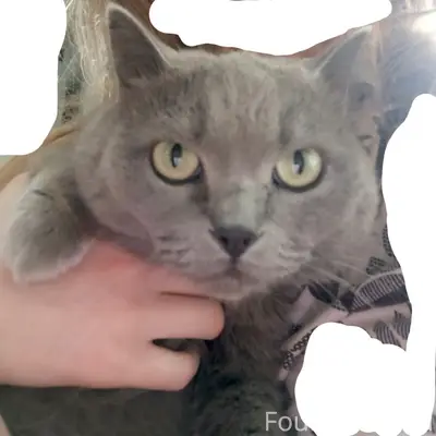 Пропала кошка Василиса, район Мартьянова