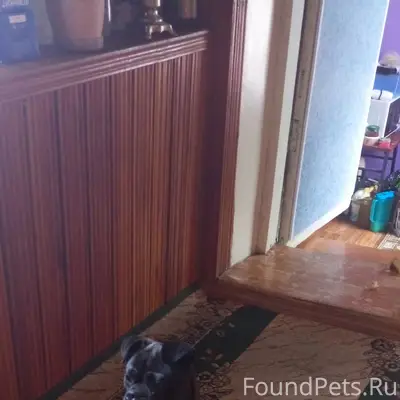 Найден кобель Пти Брабансон, ул. Котовского