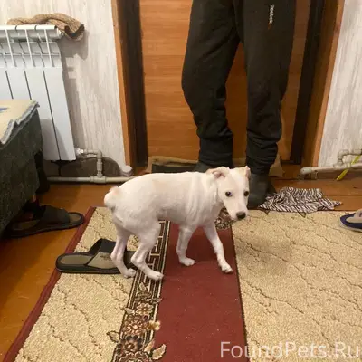 Найден мальчик-собака, перекресток улиц Гришина и Крупской