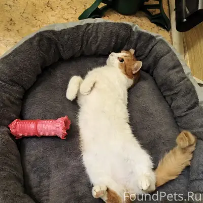 Пропал кот Рыжик, СНТ Химик-2