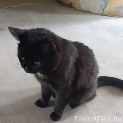 Пропал черный кот 