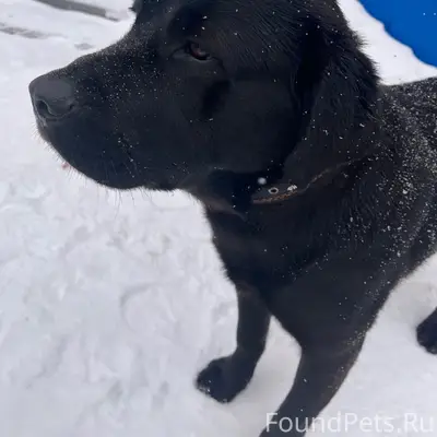 Найден лабрадор Леон, центр города