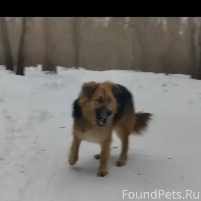 Пропала собака, Тольятти, 14 а квартал