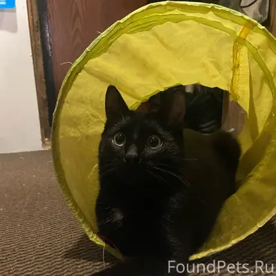 Пропал кот Балу, район улицы Вокзальная