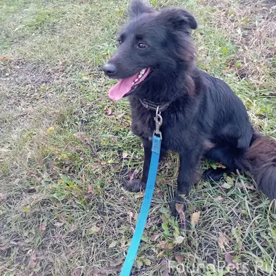 Пропала собака Дора, район пгт. Знаменка